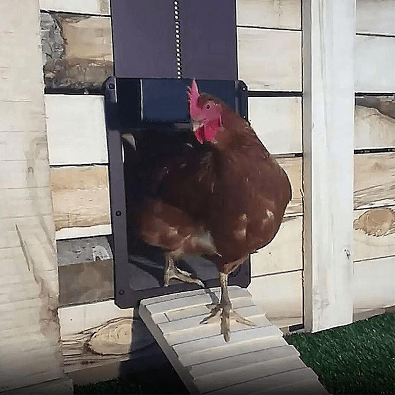 Geflügelfarm Automatische Hühnerhaustür